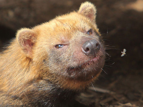 Bush Dog / Harassing Fly Watched this Bush Dog be aggravated by a fly at Little Rock Zoo for a while.  It's almost like he's looking at me asking for help everytime it landed on his nose. Bush dog,Geotagged,Speothos venaticus,United States