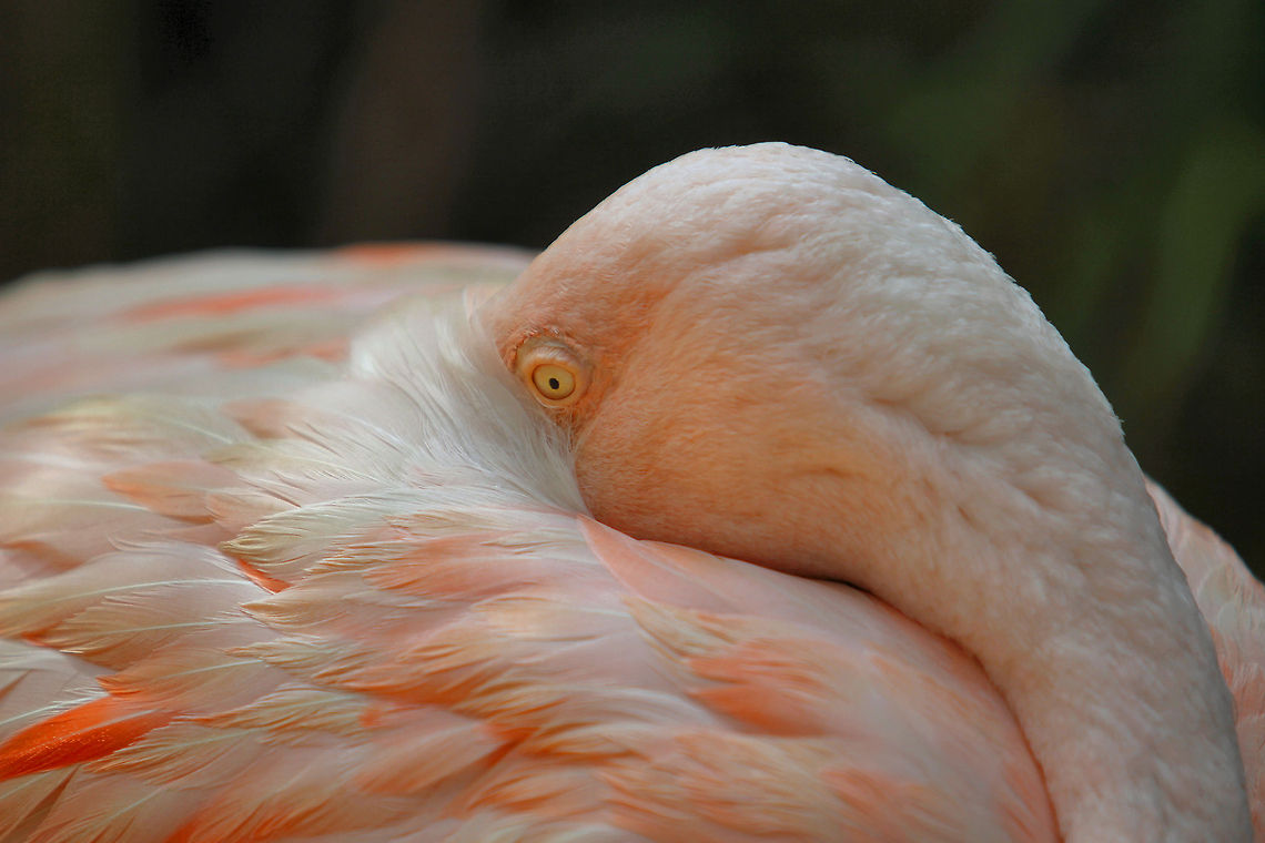 Flamingo Flamingo at Little Rock Zoo Chilean Flamingo,Phoenicopterus chilensis,Pink Flamingo,zoo