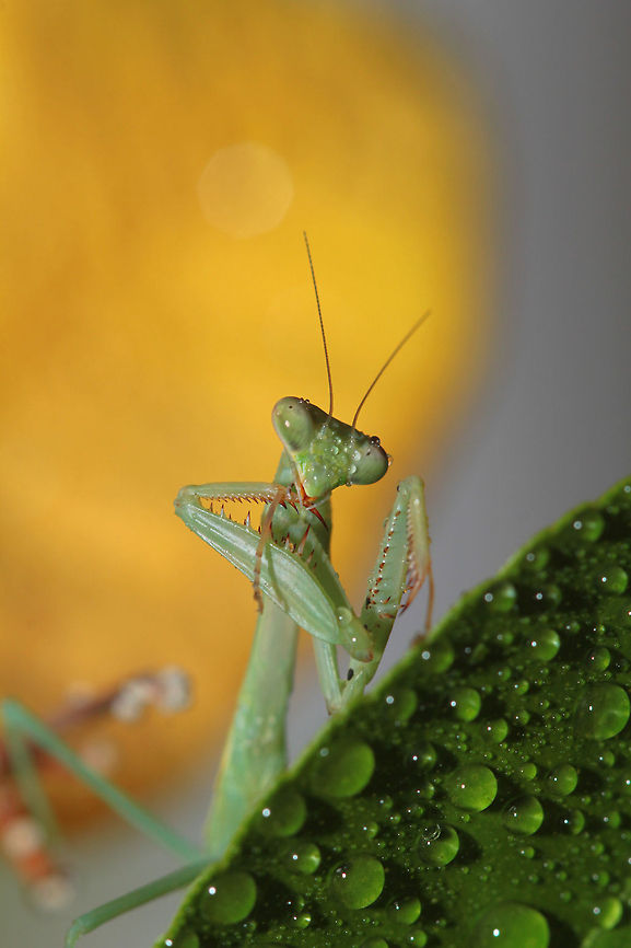 Cheeeeeeeeeeeeeese!!  Is this my best side. Praying mantis in my office mugging for the camera praying mantis