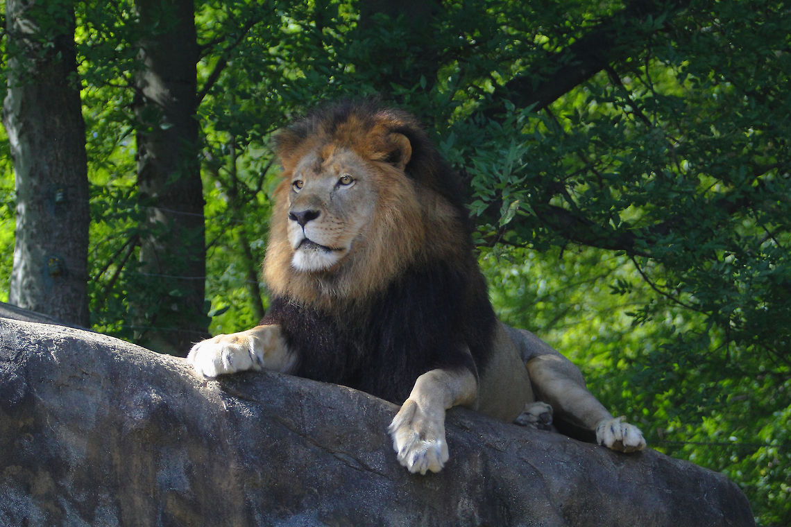 Regal Lion Regal Male Lion at Little Rock Zoo Geotagged,Lion,Panthera leo,Summer,United States,Zoo,lion