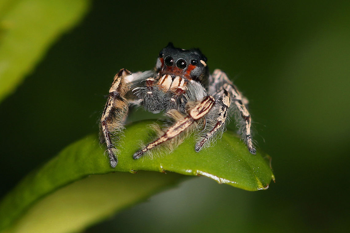 "Punisher Skull" Jumping Spider Took this photo of this small jumping spider earlier. His face reminds me so much of the Punisher Skull images Arachnid,Geotagged,Jumping Spider,Phidippus putnami,United States,compound eyes