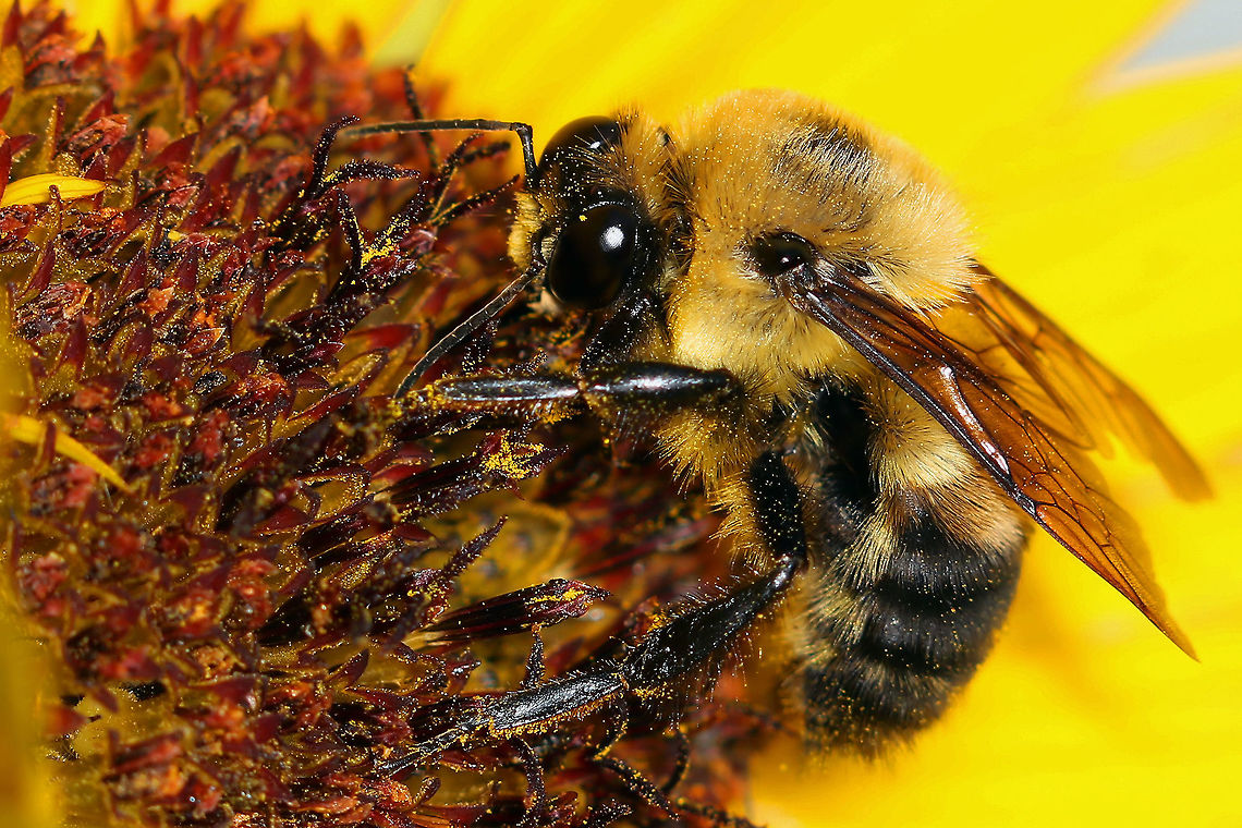 Sunflower Bumblebee Bumblebee on my sunflowers in my backyard Geotagged,Sunflower,United States,bumblebee