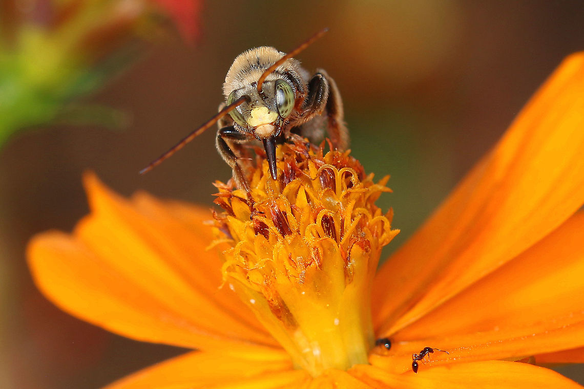 Bee Caught this bee on one the flowers in my backyard.  I&#039;m not sure of species, looks like a bumblebee, but about the size of a honeybee and haven&#039;t seen many bumblebees with that coloring or eye color. Geotagged,United States,bees,bumblebee,flowers,macro photography
