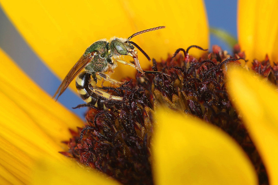 Sunflower Munching Pulling out pieces of the sunflower Geotagged,United States