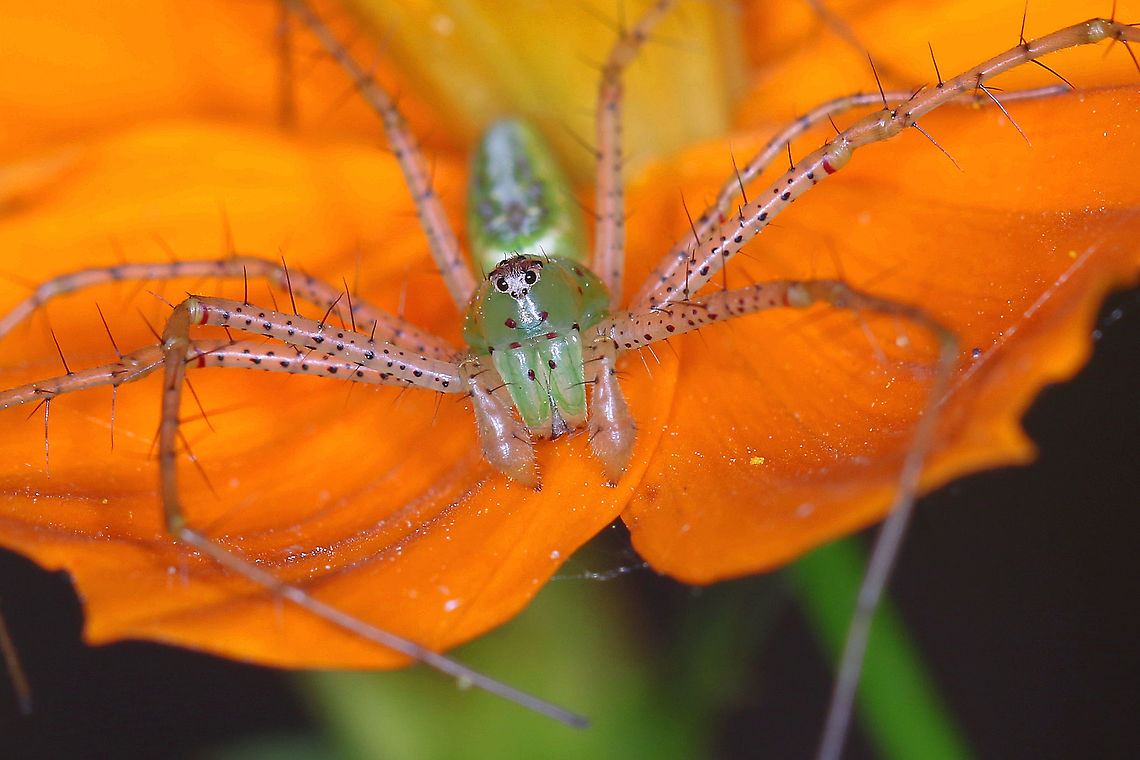 Green Lynx Spider Caught this capture of a Green Lynx Spider waiting for dinner out in my flower garden Geotagged,Green lynx spider,United States,flowers,macro photography