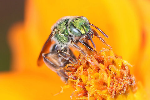 Bee Another bee in the flower garden Geotagged,United States,bee,macro photography,pollen