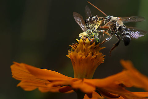 Battle for Position Two bees battling for position Geotagged,Summer,United States,bumblebee