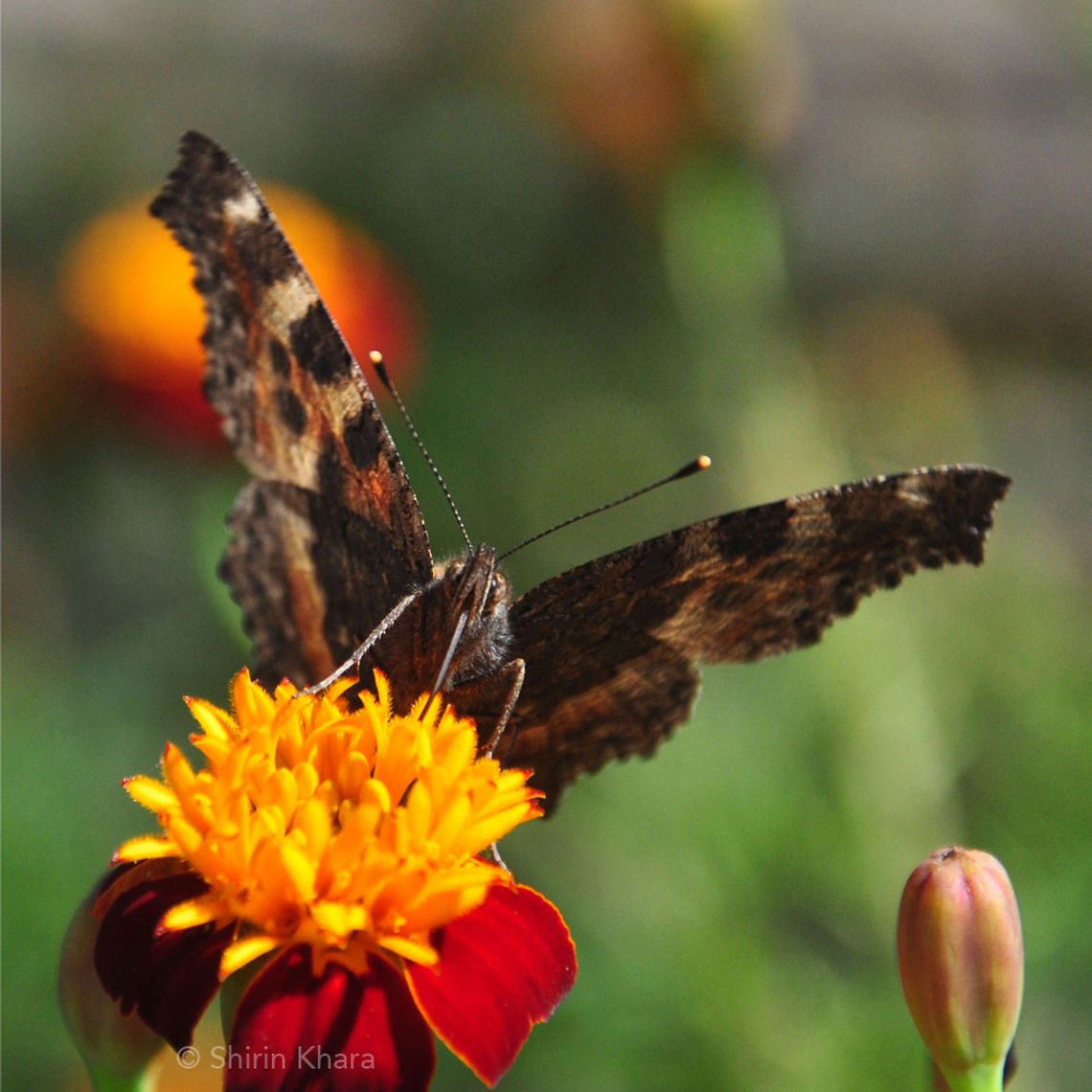 Breakfast Time! A butterfly sits on a Marigold flower and enjoys a sweet treat. Aglais urticae,Small Tortoiseshell
