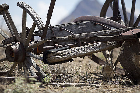 Jackrabbit Jackrabbit seeking shade from the brutal West Texas sun.
