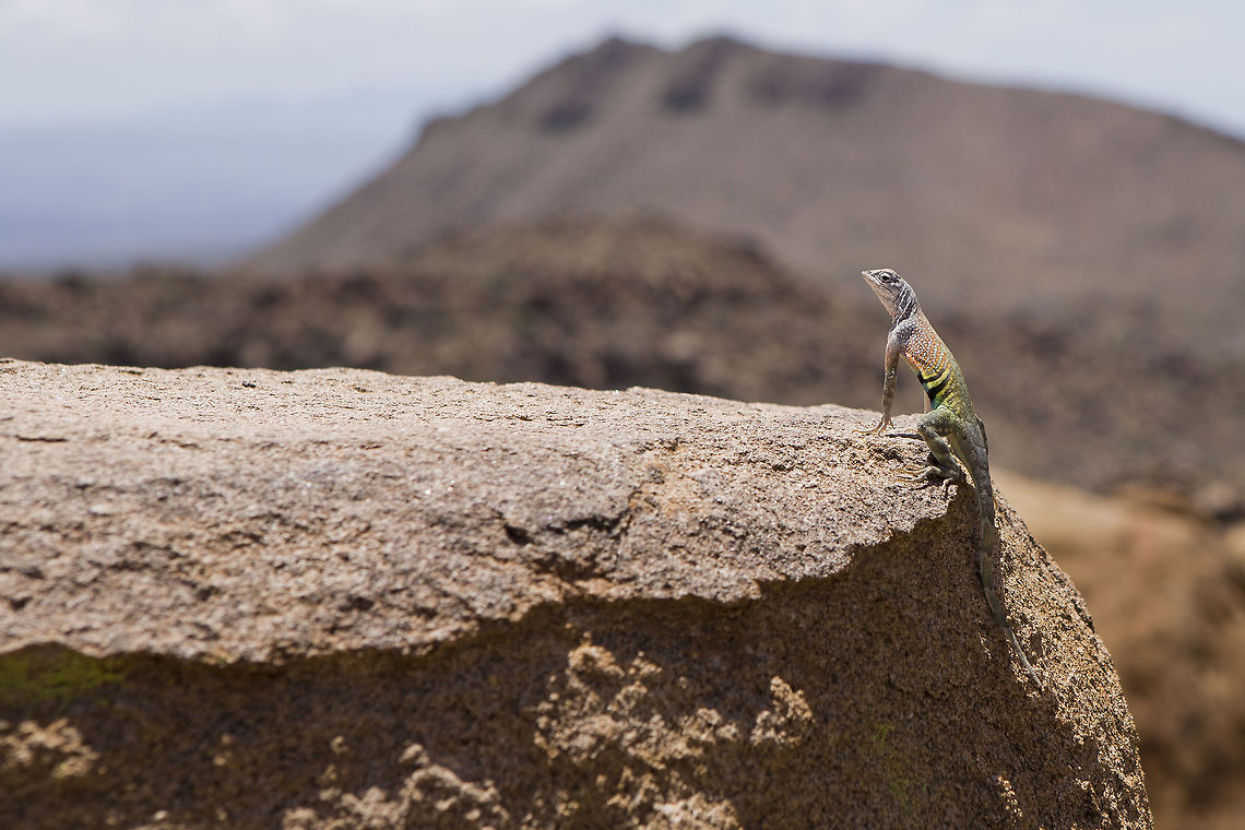 Greater Earless Lizard Kind enough to pose with a lovely mountainside background. This was taken on the Grapevine Hills Trail at Big Bend NP. Cophosaurus texanus,greater earless lizard