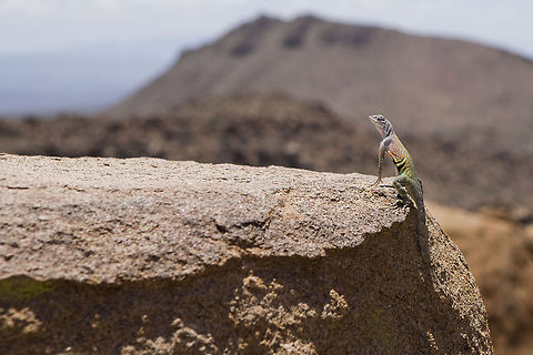 Greater Earless Lizard Kind enough to pose with a lovely mountainside background. This was taken on the Grapevine Hills Trail at Big Bend NP. Cophosaurus texanus,greater earless lizard