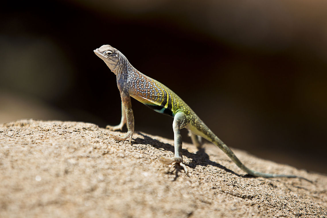 Lizard_Two  Cophosaurus texanus,greater earless lizard