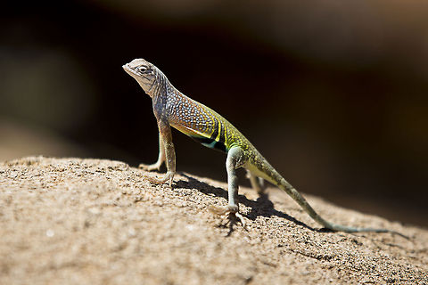 Lizard_Two  Cophosaurus texanus,greater earless lizard