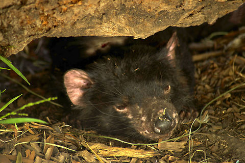TASSIE DEVIL_ Bringing awareness of this unique specie is endangered due to facial tumour disease . Sarcophilus harrisii,Tasmanian devil,australia,marsupial,tasmania .,tassie devil