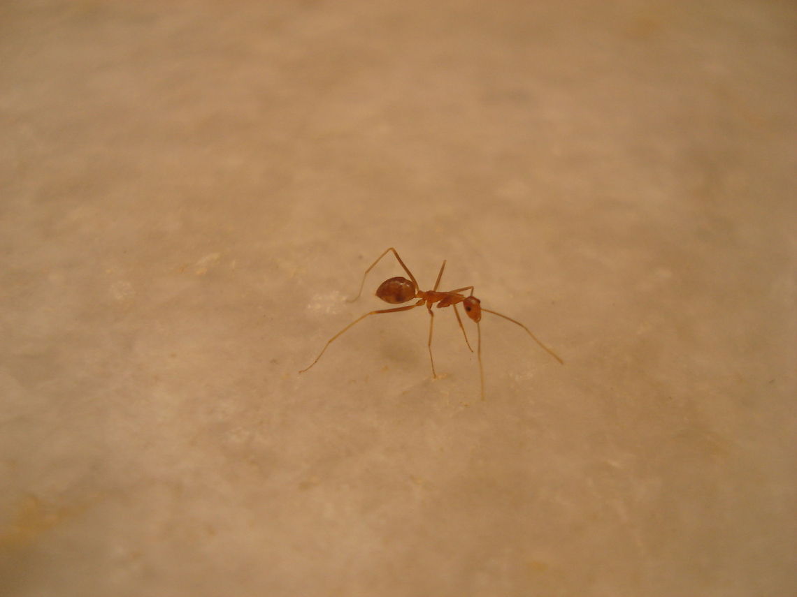 Ant Ant : which way to home mamma Ants,Geotagged,India,Insects