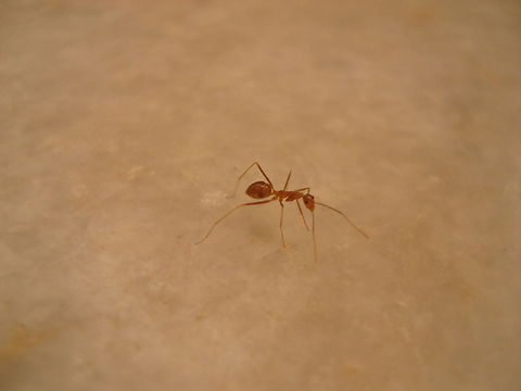 Ant Ant : which way to home mamma Ants,Geotagged,India,Insects