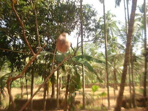 Coconut it's a coconut  Geotagged,India