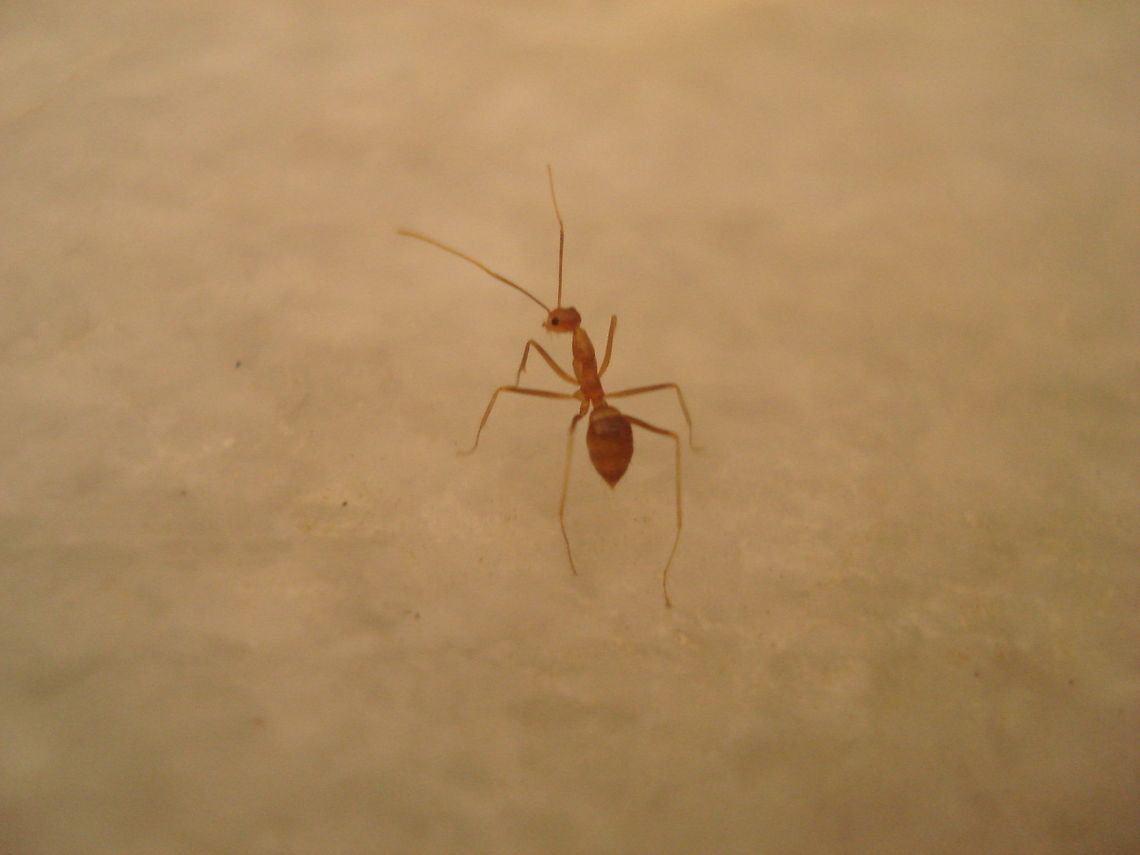 Ant son son :( Ants,Insects