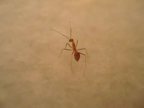 Ant son son :( Ants,Insects