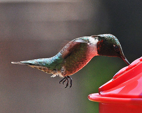 Hummingbird #1  Archilochus colubris,Geotagged,Hummer,Hummingbird,Ruby-throated hummingbird,United States
