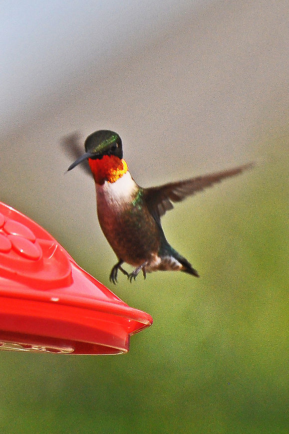 Hummingbird The sunlight really enhances the bird&#039;s colors Archilochus colubris,Geotagged,Hummingbird,Ruby-throated hummingbird,United States,hummer