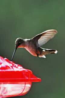 Hummingbird_#3  Archilochus colubris,Geotagged,Hummer,Hummingbird,Ruby-throated hummingbird,United States