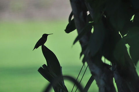 Humingbird Silhouette Sitting on the point of an orchid leaf Archilochus colubris,Geotagged,Hummer,Hummingbird,Ruby-throated hummingbird,United States