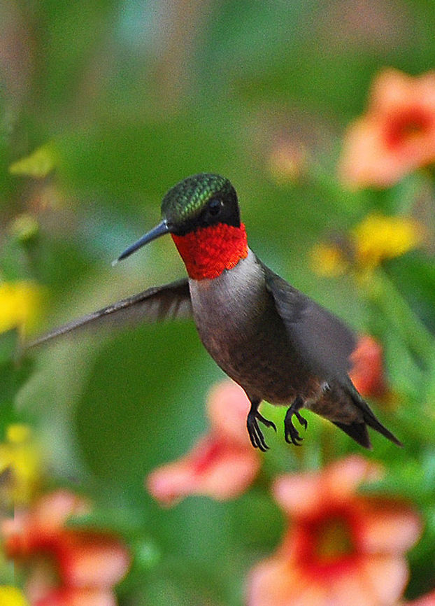 Hummingbird On final approach. Geotagged,Hummer,Hummingbird,Ruby-throated hummingbird,United States