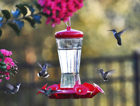 Hummingbirds Eating under the Crepe Myrtles Archilochus colubris,Geotagged,Hummer,Hummingbird,Ruby-throated hummingbird,United States,crepe myrtle