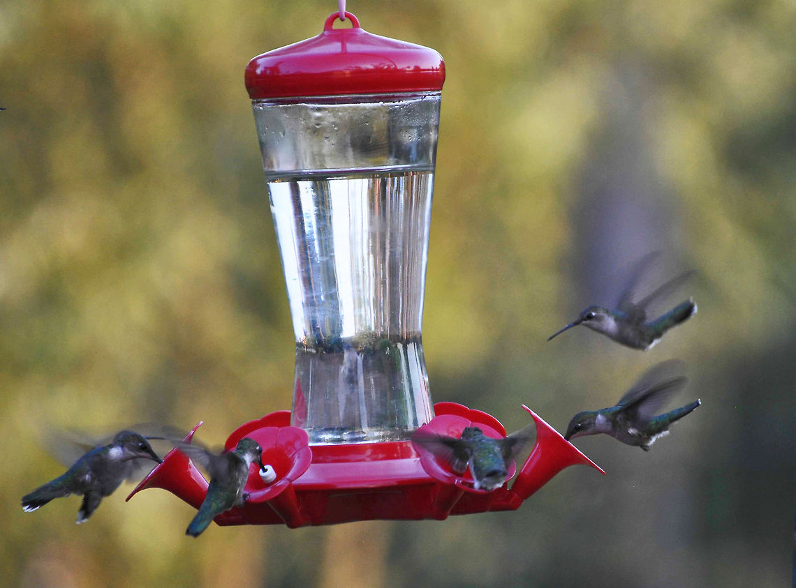 Hungry Hummers  Archilochus colubris,Geotagged,Hummer,Hummingbird,Ruby-throated hummingbird,United States