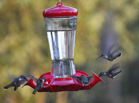 Hungry Hummers  Archilochus colubris,Geotagged,Hummer,Hummingbird,Ruby-throated hummingbird,United States