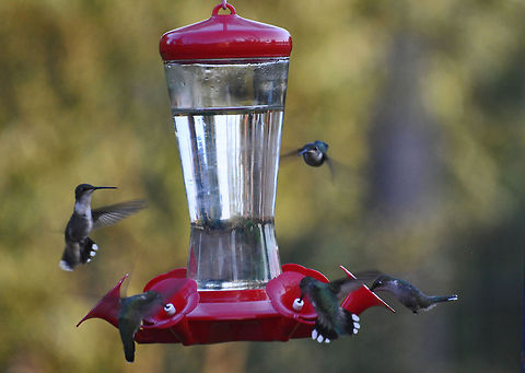 Hummingbirds  Archilochus colubris,Geotagged,Hummer,Hummingbird,Ruby-throated hummingbird,United States