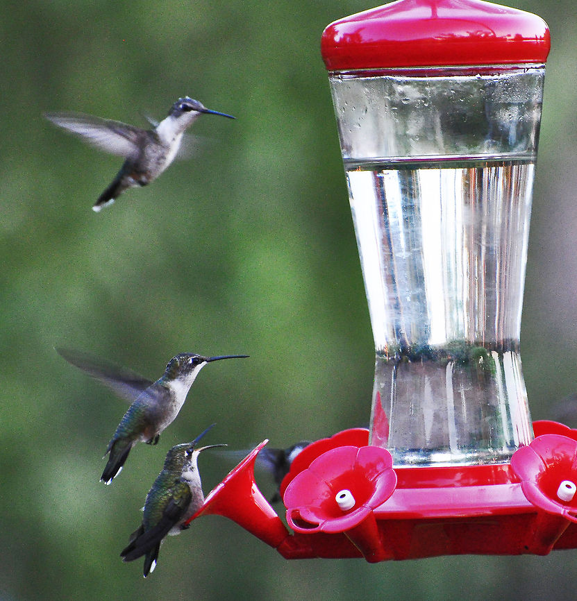 Hummingbirds  Archilochus colubris,Geotagged,Hummer,Hummingbird,Ruby-throated hummingbird,United States