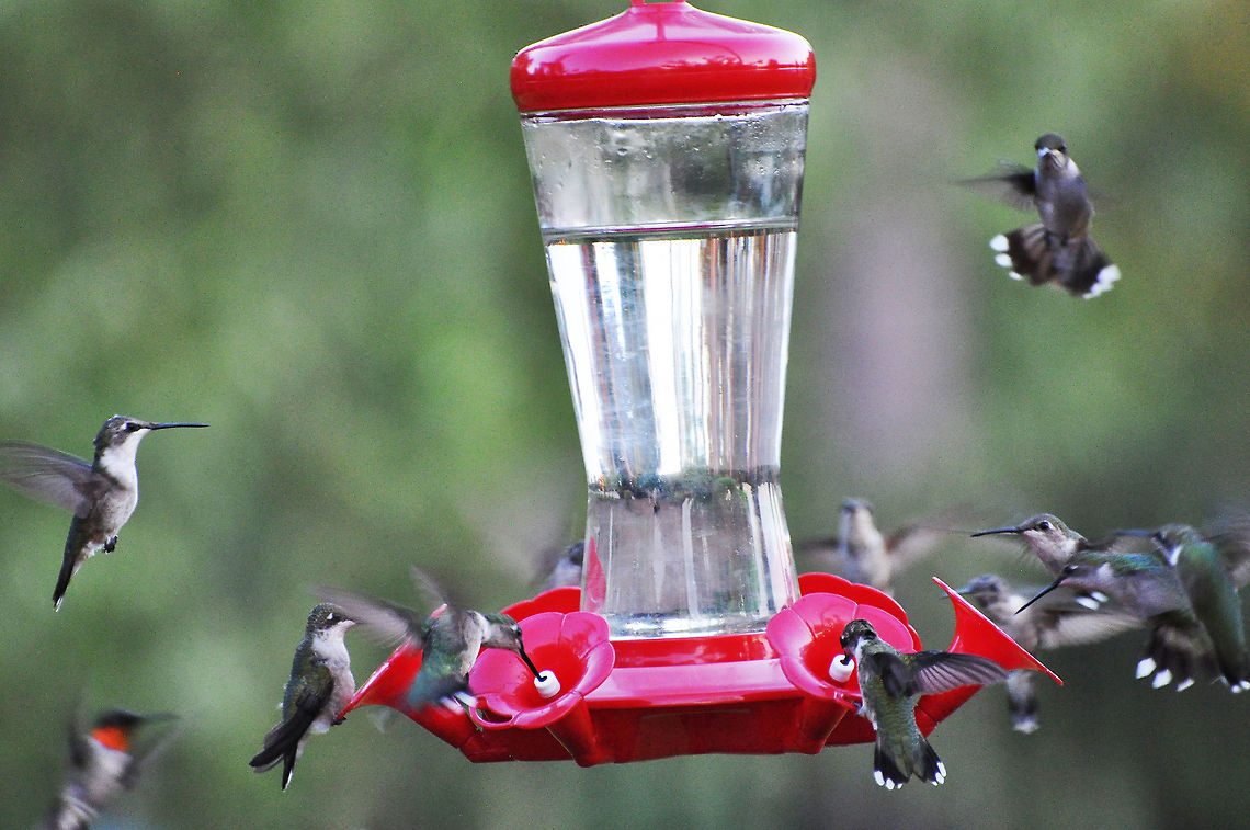 Twelve Hummingbirds 12 birds...6 stations...who goes first? Archilochus colubris,Geotagged,Hummingbird,Ruby-throated hummingbird,United States