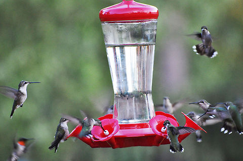 Twelve Hummingbirds 12 birds...6 stations...who goes first? Archilochus colubris,Geotagged,Hummingbird,Ruby-throated hummingbird,United States
