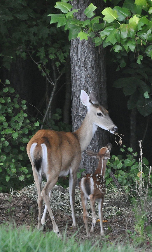 White Tail with newby  Geotagged,Odocoileus virginianus,United States,White tail,White-tailed Deer