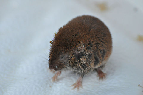 Meadow Mouse Rescued from our pool Meadow mouse,Meadow vole,Microtus pennsylvanicus