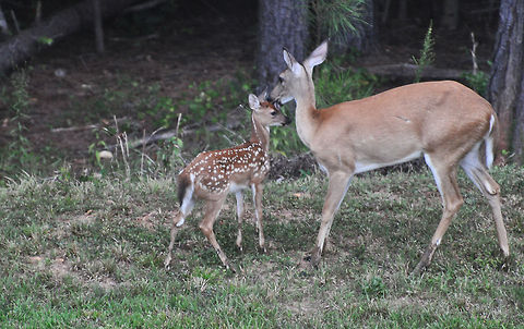 Bambi-no  Geotagged,Odocoileus virginianus,United States,Virginia deer,White-tailed Deer,white tail deer