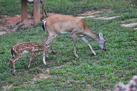 In mom's footsteps  Geotagged,Odocoileus virginianus,United States,Virginia deer,White-tailed Deer