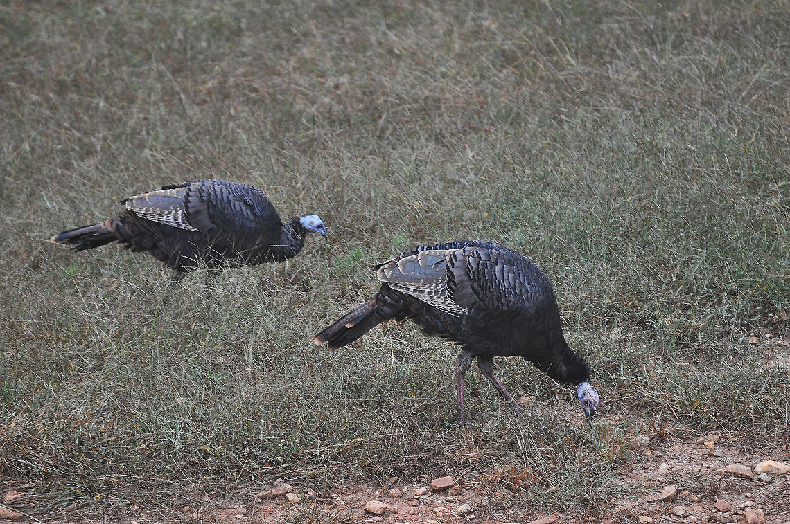 Wild Turkeys Wild turkeys are the same species as domesticated turkeys. Domesticated turkey,Geotagged,Meleagris gallopavo,United States,wild turkey