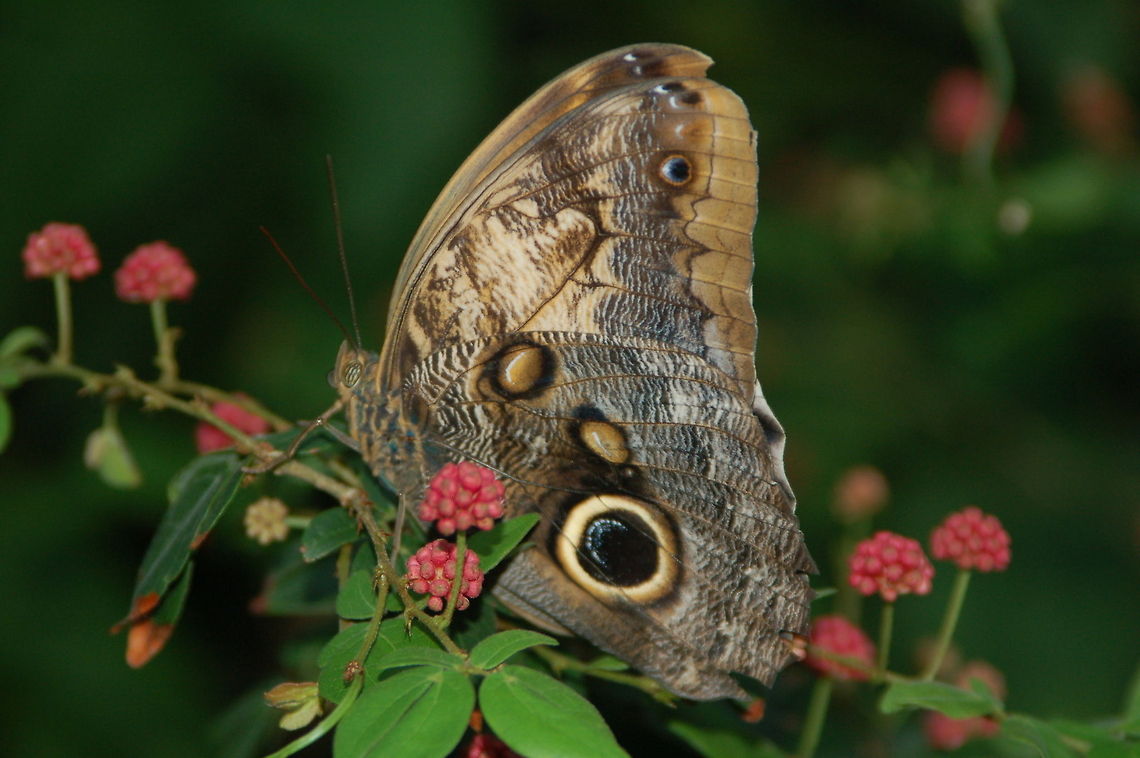 Owl Butterfly Taken at Cecil B. Day Butterfly Center, Pine Mountain, Georgia Caligo memnon,Giant Owl,Giant Owl Butterfly,butterfly,owl butterfly,tropical butterfly