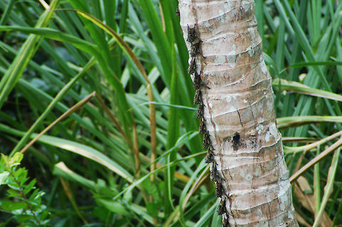 Proboscis (Long Nosed) Bats They sleep in a row and appear to be a snake to would-be predators. Costa Rica,Geotagged,Proboscis bat,Rhynchonycteris naso,bats,long nosed bats