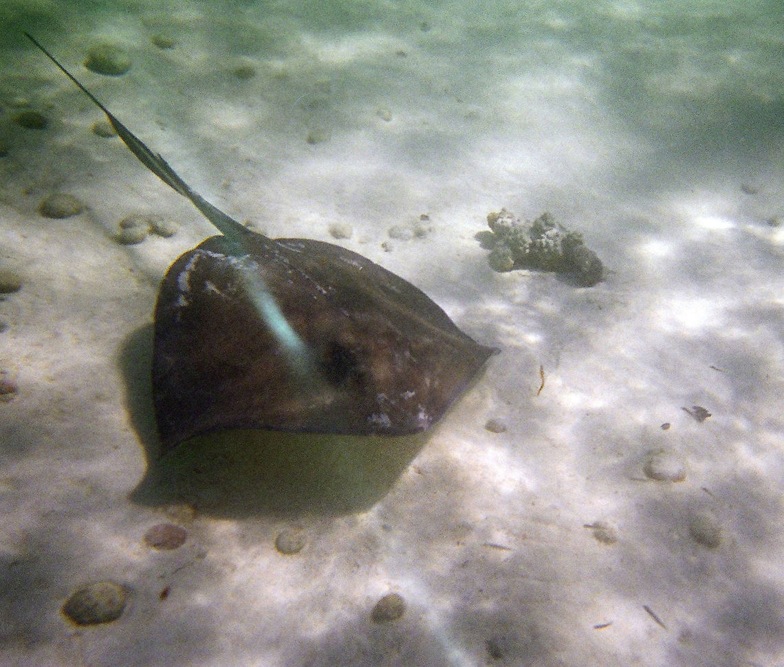 Stingray Taken with a disposable underwater camera Dasyatis americana,Geotagged,Rays,Southern stingray,The Bahamas,stingray
