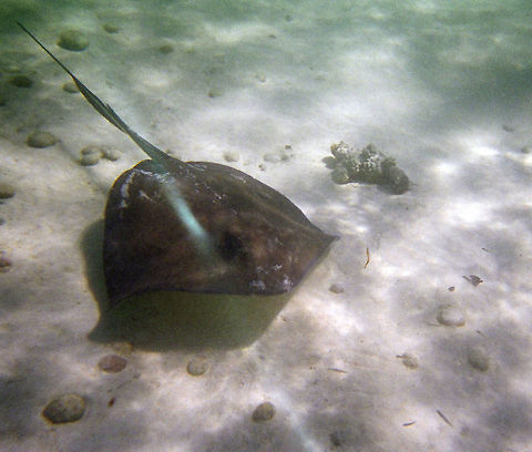 Stingray Taken with a disposable underwater camera Dasyatis americana,Geotagged,Rays,Southern stingray,The Bahamas,stingray