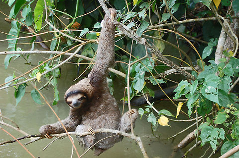 3-Toed Brown-Throated Sloth When you see these guys move you know where the term "slothful" comes from 3-toed sloth,Bradypus variegatus,Brown-throated sloth,Costa Rica,Geotagged,Sloth