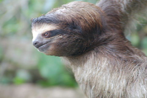 Sloth closeup Beauty is in the eye of the beholder! 3-toed sloth,Bradypus variegatus,Brown-throated sloth,Costa Rica,Geotagged,sloth
