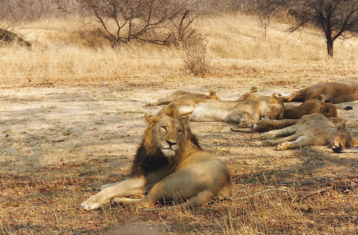 Lion's Pride No more than 10 feet from our open vehicle<br />
This Lion was one of two brothers who had taken over the pride (which they shared equally :) Geotagged,Lion,Lion pride,Panthera leo,Sabi Sands,South Africa