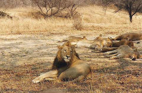 Lion's Pride No more than 10 feet from our open vehicle
This Lion was one of two brothers who had taken over the pride (which they shared equally :) Geotagged,Lion,Lion pride,Panthera leo,Sabi Sands,South Africa