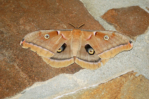 Antheraea Polyphemus Moth  Antheraea polyphemus,Georgia,Geotagged,Polyphemus moth,United States