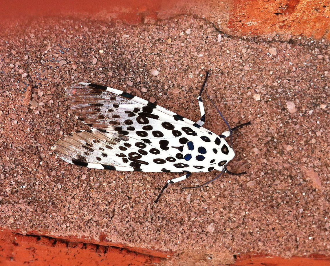 Giant Leopard Moth Taken with iPhone 4s Geotagged,Giant Leopard Moth,Hypercompe scribonia,United States,moth